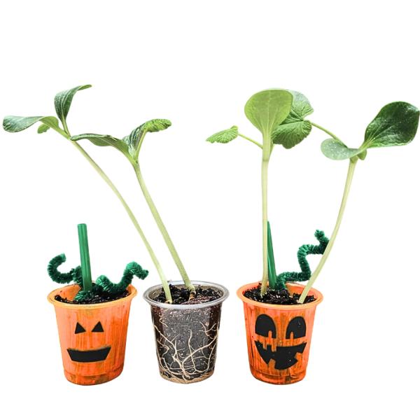 Pumpkin seed planting science activity for kids with decorated growing cups