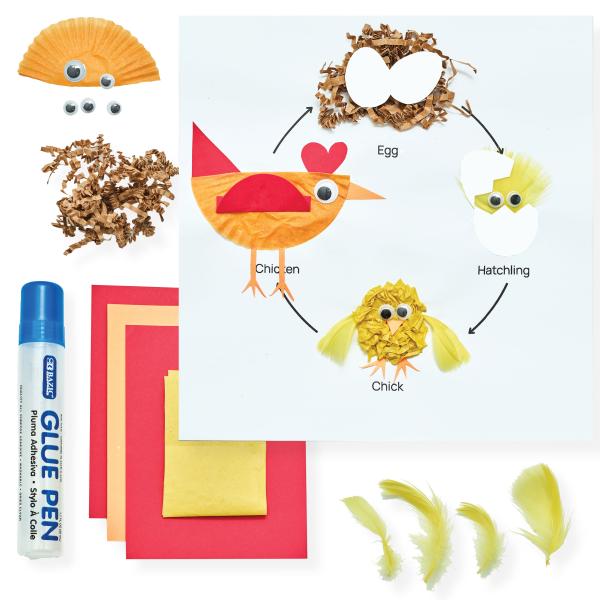 Chicken Life Cycle Science Project