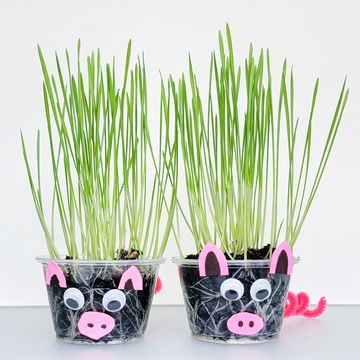 Piggy Planter Science Project