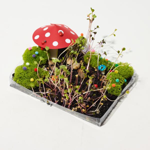 Grow-Your-Own Fairy Garden