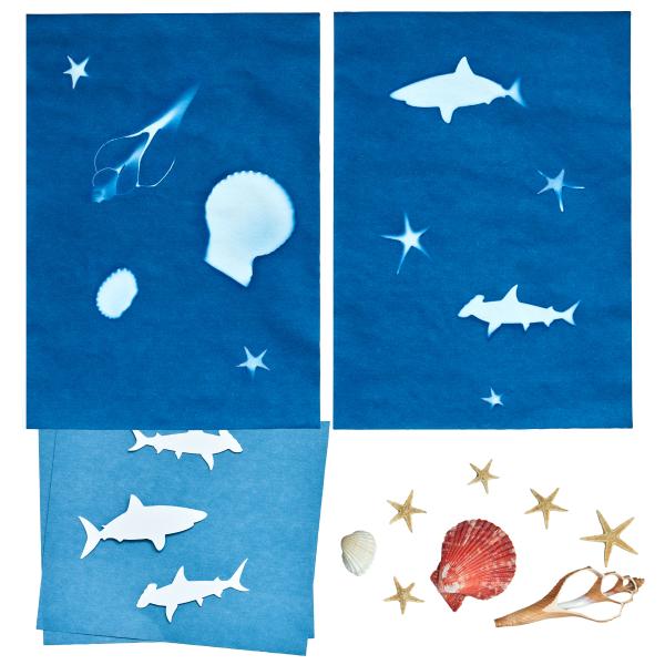 Shark Sun Prints