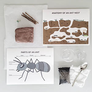 Ant Science Projects