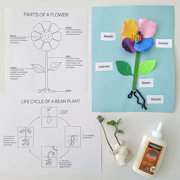 Parts of a Flower and the Life Cycle of a Plant